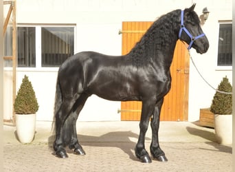Frisones, Semental, 5 años, 164 cm, Negro