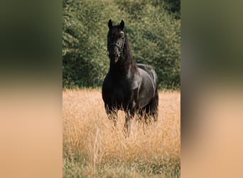 Frisones, Semental, 5 años, 165 cm, Negro