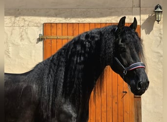 Frisones, Semental, 5 años, 165 cm, Negro