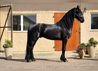 Frisones, Semental, 5 años, 165 cm, Negro