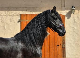 Frisones, Semental, 5 años, 165 cm, Negro