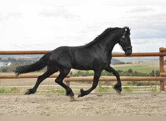 Frisones, Semental, 5 años, 165 cm, Negro