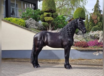 Frisones, Semental, 5 años, 165 cm, Negro
