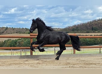 Frisones, Semental, 5 años, 165 cm, Negro