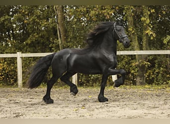 Frisones, Semental, 5 años, 166 cm, Negro