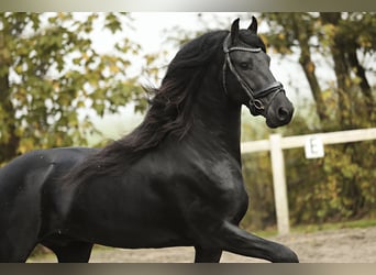 Frisones, Semental, 5 años, 166 cm, Negro