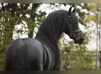 Frisones, Semental, 5 años, 166 cm, Negro