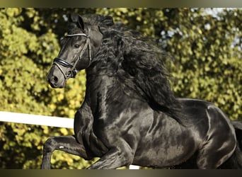 Frisones, Semental, 5 años, 167 cm, Negro