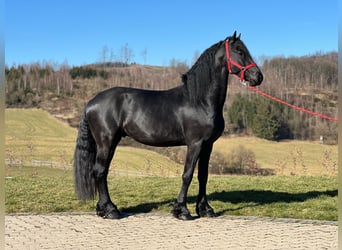Frisones, Semental, 5 años, 167 cm, Negro