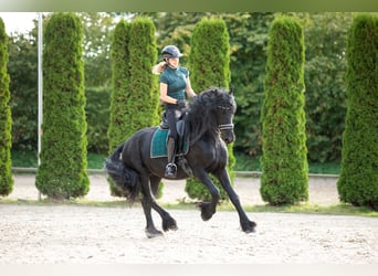 Frisones, Semental, 5 años, 167 cm, Negro