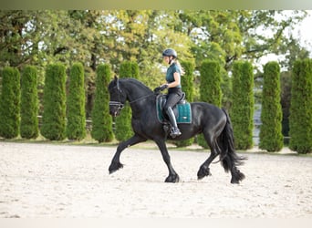 Frisones, Semental, 5 años, 167 cm, Negro