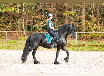 Frisones, Semental, 5 años, 167 cm, Negro