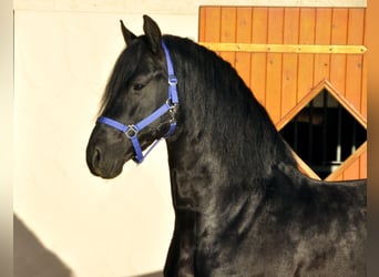 Frisones, Semental, 5 años, 167 cm, Negro