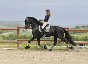 Frisones, Semental, 5 años, 168 cm