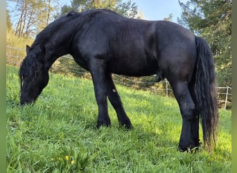 Frisones, Semental, 5 años, 168 cm, Negro