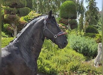 Frisones, Semental, 5 años, 168 cm, Negro