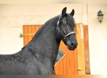 Frisones, Semental, 5 años, 168 cm, Negro