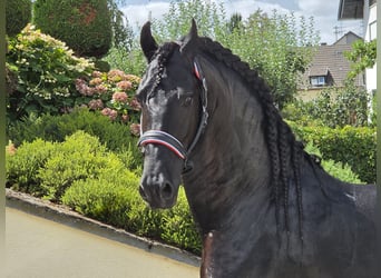 Frisones, Semental, 5 años, 168 cm, Negro