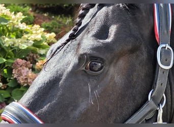 Frisones, Semental, 5 años, 168 cm, Negro