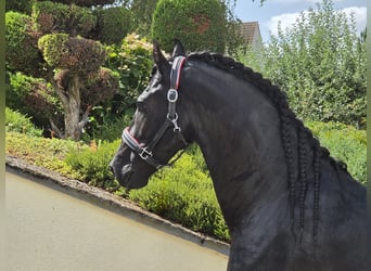 Frisones, Semental, 5 años, 168 cm, Negro