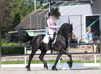 Frisones, Semental, 5 años, 170 cm, Negro