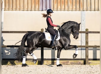 Frisones, Semental, 5 años, 170 cm, Negro