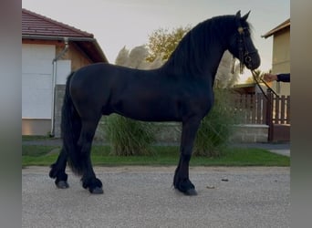 Frisones, Semental, 5 años, 170 cm, Negro