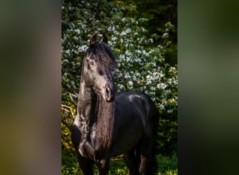 Frisones, Semental, 6 años, 163 cm, Negro