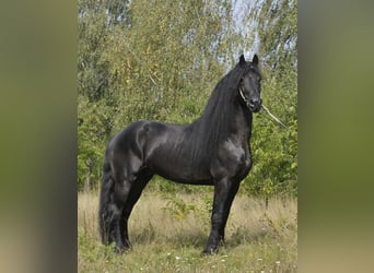 Frisones, Semental, 6 años, 165 cm, Negro