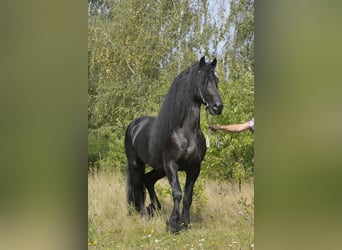 Frisones, Semental, 6 años, 165 cm, Negro