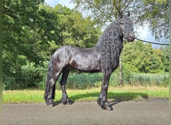 Frisones, Semental, 7 años, 163 cm, Negro