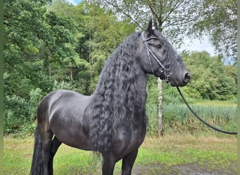 Frisones, Semental, 7 años, 163 cm, Negro