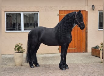 Frisones, Semental, 7 años, 165 cm, Negro