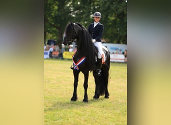 Frisones, Semental, 7 años, 170 cm, Negro