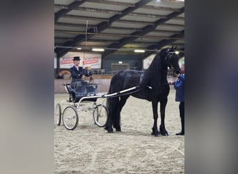 Frisones, Semental, 7 años, 170 cm, Negro