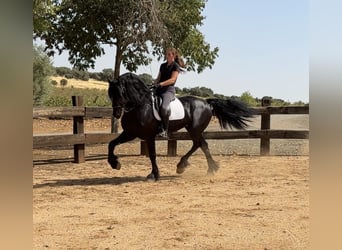 Frisones, Semental, 7 años, 171 cm, Negro