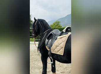 Frisones, Semental, 7 años, 172 cm, Negro