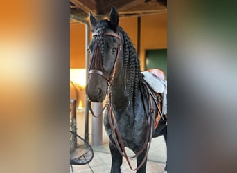 Frisones, Semental, 7 años, 172 cm, Negro