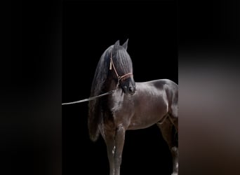 Frisones, Semental, 8 años, 163 cm, Negro