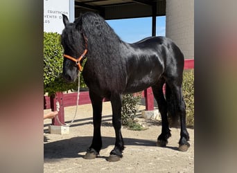 Frisones, Semental, 9 años, 166 cm, Negro