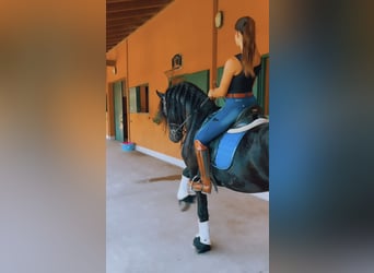 Frisones, Semental, 9 años, 172 cm