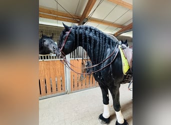Frisones, Semental, 9 años, 172 cm, Negro