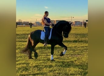 Frisones, Semental, 9 años, 172 cm, Negro