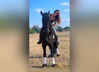 Frisones, Semental, 9 años, 172 cm, Negro