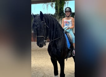 Frisones, Semental, 9 años, 172 cm, Negro