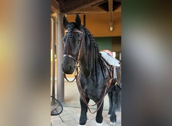 Frisones, Semental, 9 años, 172 cm, Negro