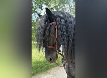 Frisones, Semental, 9 años, 172 cm, Negro