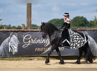 Frisones, Semental, 8 años, 164 cm, Negro