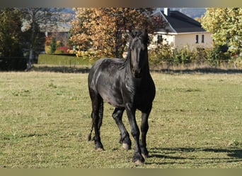 Frisones, Semental, 11 años, 157 cm, Negro