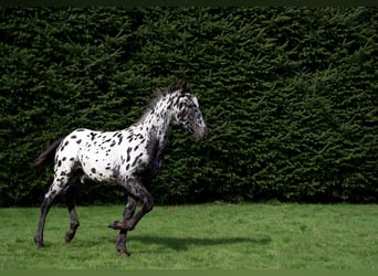 Frisones, Semental, Potro (06/2026), 158 cm, Atigrado/Moteado